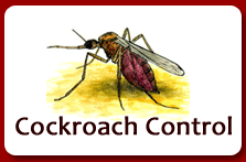 Cockroaches Pest Control Noida