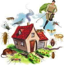 Pest Control Noida