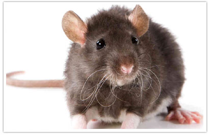 Rats & Rodent Control Noida